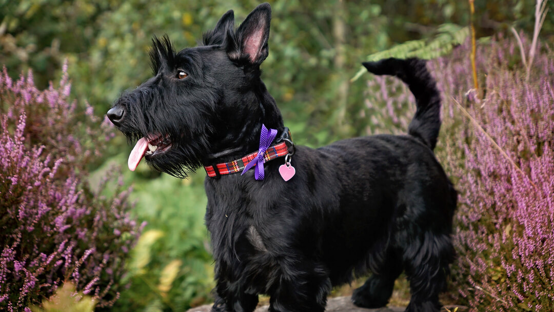 Terrier best sale dog names